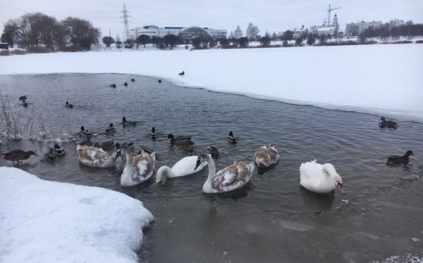 Чем и как подкармливать птиц зимой, узнали у специалиста Чем и как подкармливать птиц зимой, узнали у специалиста