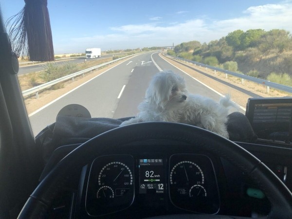 «Первое время работа вместе была адом!» Супруги пятый год живут в тесной кабине фуры и завели ещё собаку