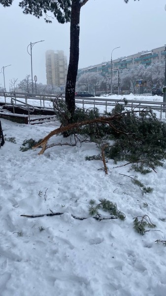 Жителей Бреста просят временно не ходить в парки. И вот почему Жителей Бреста просят временно не ходить в парки. И вот почему