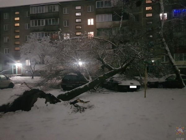 В Бресте в результате падения деревьев повреждено пять машин В Бресте в результате падения деревьев повреждено пять машин