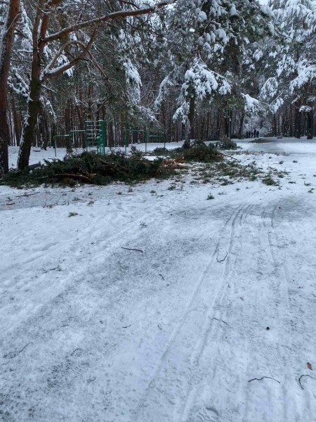 Жителей Бреста просят временно не ходить в парки. И вот почему Жителей Бреста просят временно не ходить в парки. И вот почему