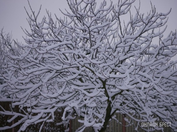 Какой будет погода в Беларуси в январе Какой будет погода в Беларуси в январе