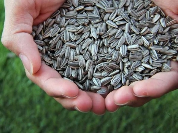 Если есть семечки, заработаешь аппендицит? Спросили у врача Если есть семечки, заработаешь аппендицит? Спросили у врача