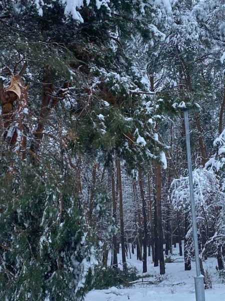 Жителей Бреста просят временно не ходить в парки. И вот почему Жителей Бреста просят временно не ходить в парки. И вот почему