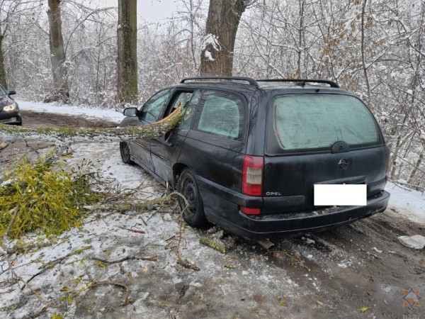 В Бресте в результате падения деревьев повреждено пять машин В Бресте в результате падения деревьев повреждено пять машин