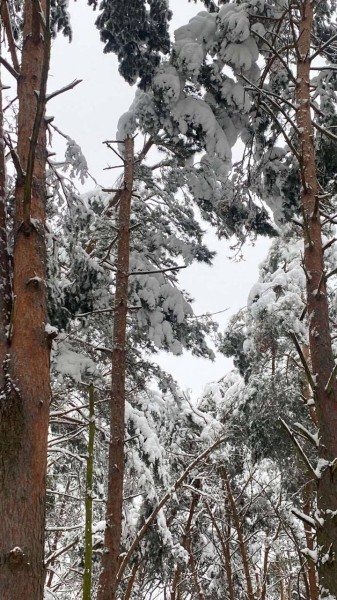 Жителей Бреста просят временно не ходить в парки. И вот почему Жителей Бреста просят временно не ходить в парки. И вот почему