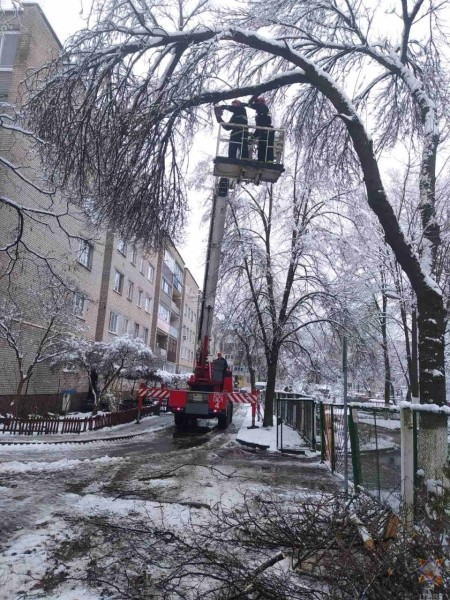 В Бресте в результате падения деревьев повреждено пять машин В Бресте в результате падения деревьев повреждено пять машин
