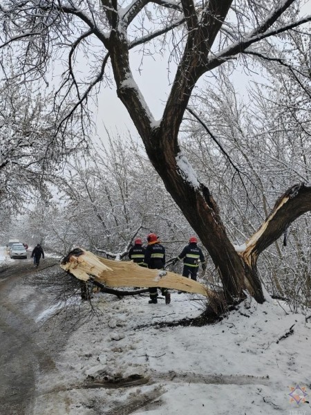В Бресте в результате падения деревьев повреждено пять машин В Бресте в результате падения деревьев повреждено пять машин