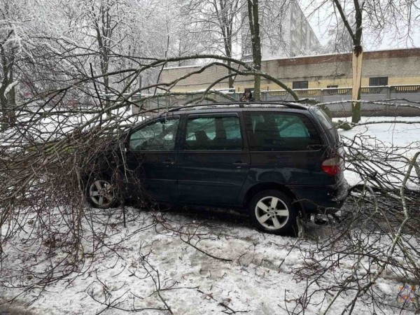 В Бресте в результате падения деревьев повреждено пять машин В Бресте в результате падения деревьев повреждено пять машин