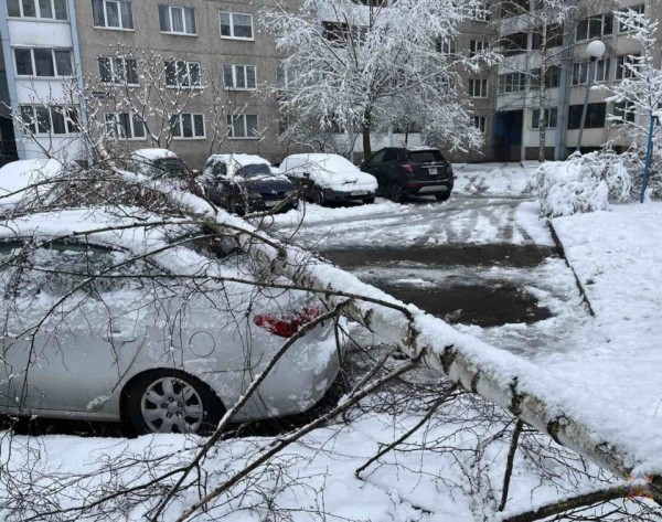 В Бресте в результате падения деревьев повреждено пять машин В Бресте в результате падения деревьев повреждено пять машин