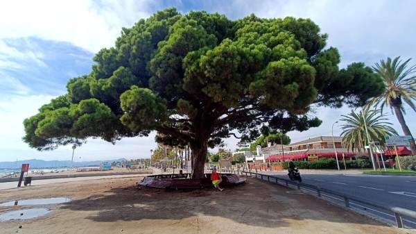 &laquo;Фермеры уничтожают груз и машины&raquo;. Дальнобойщица из Беларуси о последних событиях в Европе