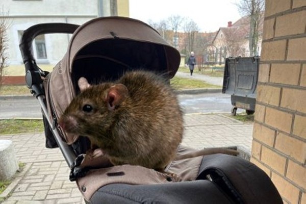 Неожиданно: белоруска обнаружила в коляске огромную крысу, которая полчаса бегала по ножкам дочки