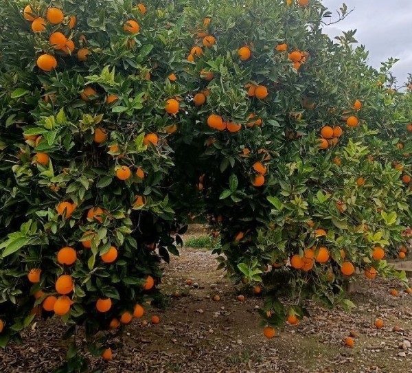 &laquo;Фермеры уничтожают груз и машины&raquo;. Дальнобойщица из Беларуси о последних событиях в Европе