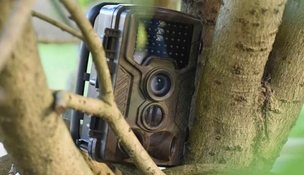 Во всех лесах Беларуси появятся видеокамеры Во всех лесах Беларуси появятся видеокамеры