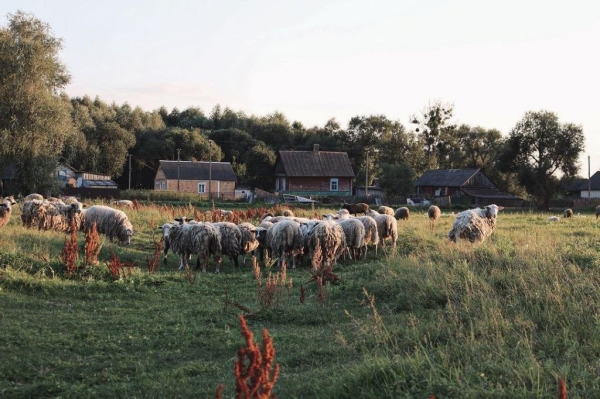 Житель Бреста нашел своё призвание в Каменецком районе Житель Бреста нашел своё призвание в Каменецком районе
