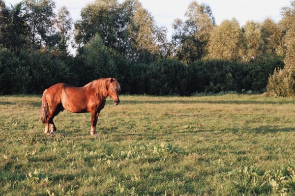 Житель Бреста нашел своё призвание в Каменецком районе Житель Бреста нашел своё призвание в Каменецком районе