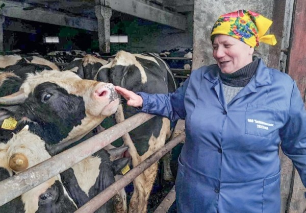 Когда бычки в Каменецком районе тяжелеют в сутки на 900 граммов… Когда бычки в Каменецком районе тяжелеют в сутки на 900 граммов…