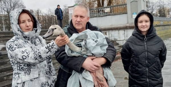 В Каменецком районе спасли лебедя. Подробности истории В Каменецком районе спасли лебедя. Подробности истории