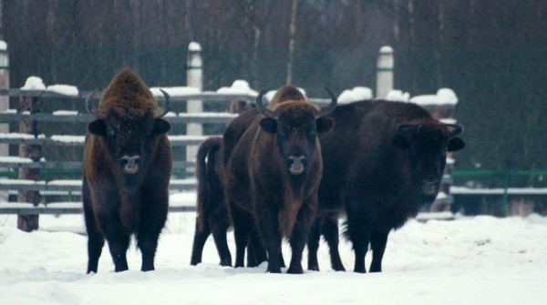 Как считают зубров и сколько их в Беларуси? Спросили у ученых Как считают зубров и сколько их в Беларуси? Спросили у ученых