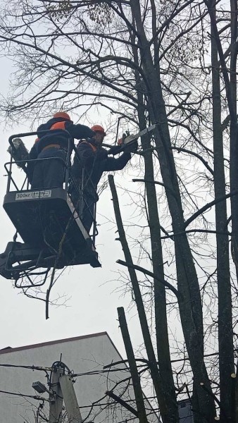 В Бресте ведутся плановые работы по обрезке и удалению опасных деревьев В Бресте ведутся плановые работы по обрезке и удалению опасных деревьев
