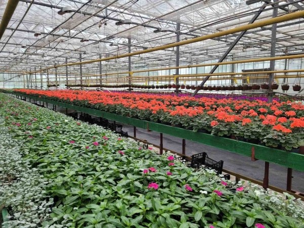 В этом сезоне Брест украсят более полумиллиона цветов различных видов и сортов В этом сезоне Брест украсят более полумиллиона цветов различных видов и сортов