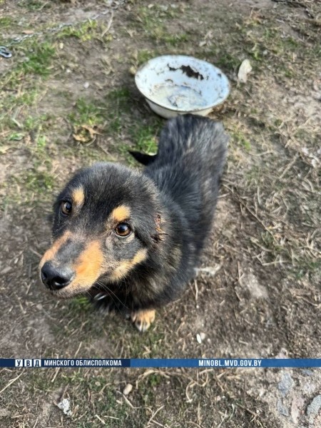 Жуть! В Беларуси мужчина отрезал собаке уши Жуть! В Беларуси мужчина отрезал собаке уши