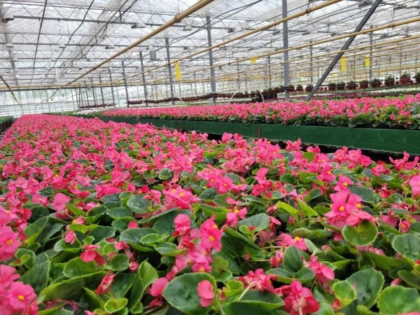 В этом сезоне Брест украсят более полумиллиона цветов различных видов и сортов В этом сезоне Брест украсят более полумиллиона цветов различных видов и сортов