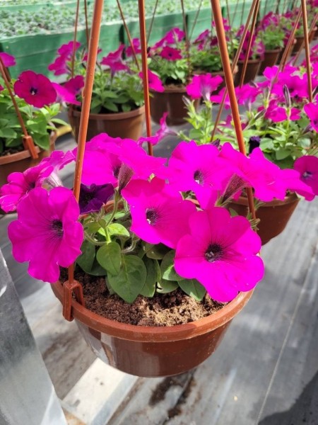 В этом сезоне Брест украсят более полумиллиона цветов различных видов и сортов В этом сезоне Брест украсят более полумиллиона цветов различных видов и сортов