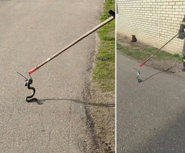 Змею на крыльце магазина ловили спасатели в Ляховичском районе Змею на крыльце магазина ловили спасатели в Ляховичском районе