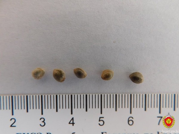 Семена конопли доставили мужчине проблем на границе в Бресте Семена конопли доставили мужчине проблем на границе в Бресте