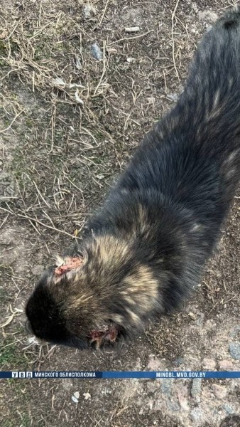 Жуть! В Беларуси мужчина отрезал собаке уши Жуть! В Беларуси мужчина отрезал собаке уши