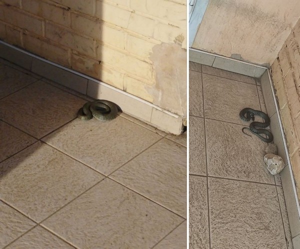 Змею на крыльце магазина ловили спасатели в Ляховичском районе Змею на крыльце магазина ловили спасатели в Ляховичском районе