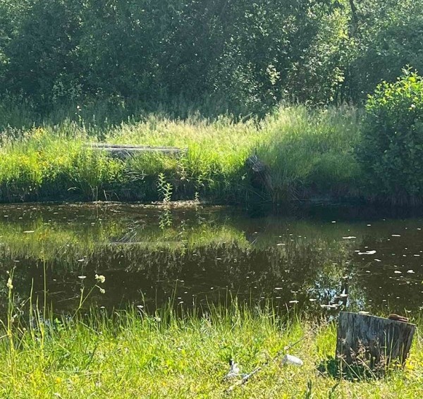 Молодой мужчина утонул в пруду на территории частного дома в Брестской области Молодой мужчина утонул в пруду на территории частного дома в Брестской области