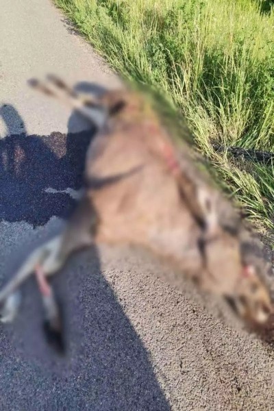 На М1 сбили медведя