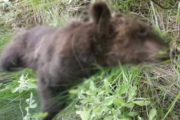 На М1 сбили медведя