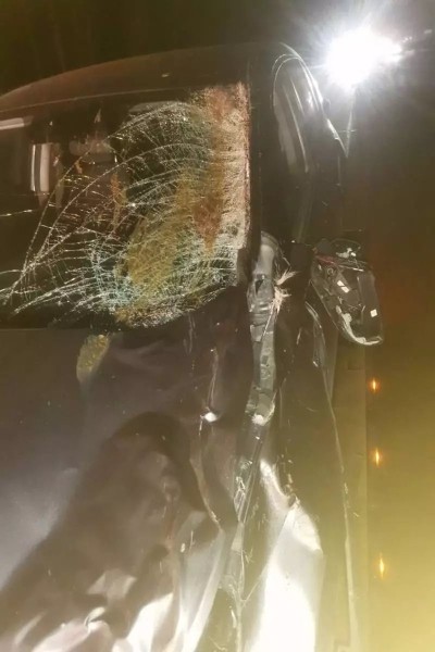 На М1 сбили медведя