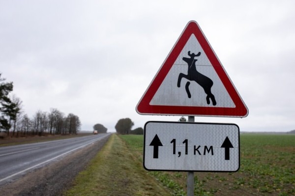 Алгоритм действий при ДТП с дикими животными рассказали в ГАИ Алгоритм действий при ДТП с дикими животными рассказали в ГАИ