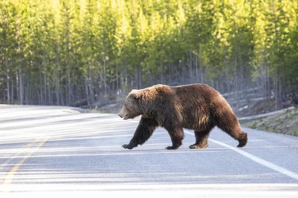  Четыре ДТП с участием диких животных произошло на территории Крупского района за одну ночь 