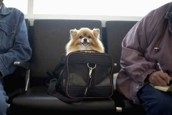 ЕС ужесточит требования ко ввозу домашних животных из Беларуси ЕС ужесточит требования ко ввозу домашних животных из Беларуси