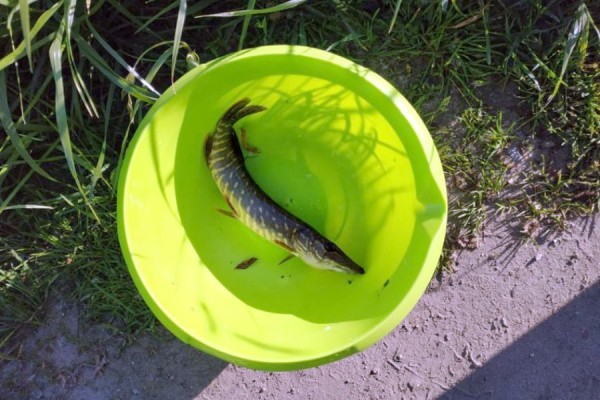 В Кобрине определяли лучшего спиннингиста города – самый младший участник поймал самую большую рыбу В Кобрине определяли лучшего спиннингиста города – самый младший участник поймал самую большую рыбу
