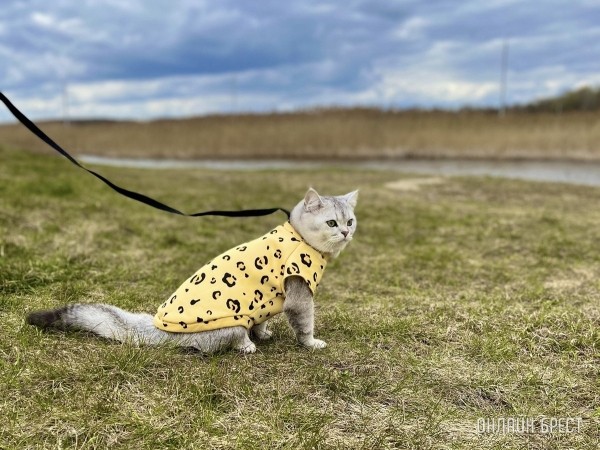 Чтобы вывезти питомца в ЕС, белорусам придется сначала ехать в Москву Чтобы вывезти питомца в ЕС, белорусам придется сначала ехать в Москву
