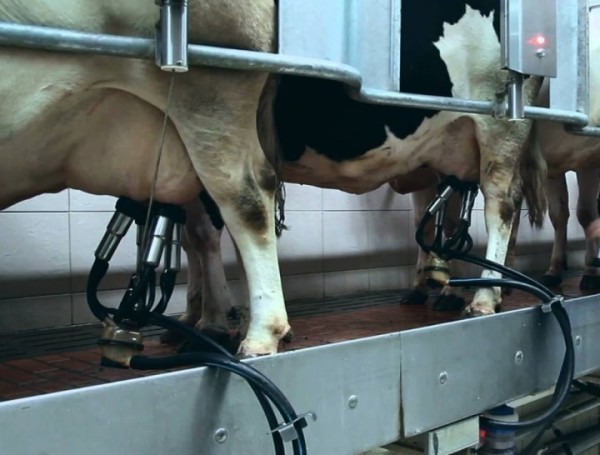 Почти 17 лет стажа «потерялись» у оператора машинного доения. Подробности случая в Брестской области