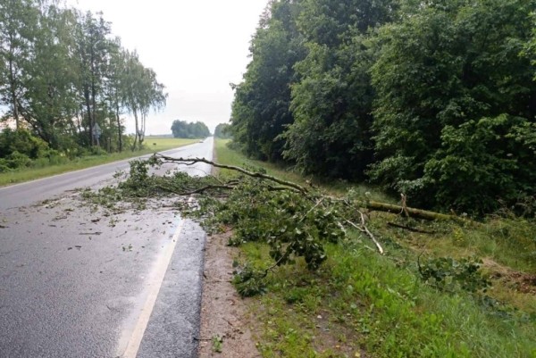 Вследствие сильного ветра на территории Брестской области зафиксированы факты падения деревьев