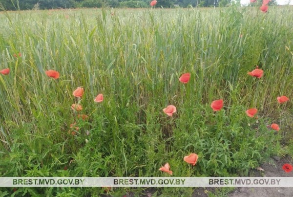 В Столинском районе уничтожено 1,3 тонны мака В Столинском районе уничтожено 1,3 тонны мака