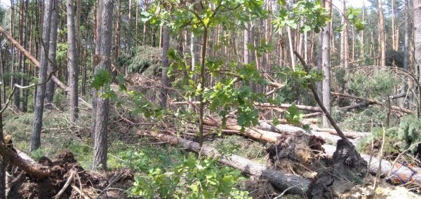 В МЧС рассказали о последствиях непогоды на Брестчине В МЧС рассказали о последствиях непогоды на Брестчине