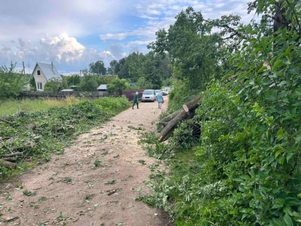 Вследствие сильного ветра на территории Брестской области зафиксированы факты падения деревьев