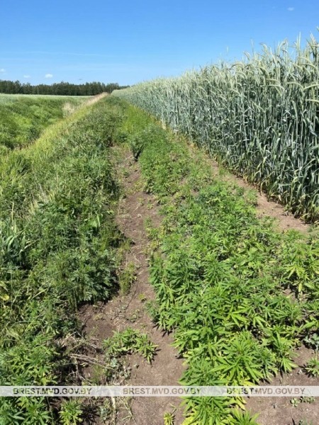 В Брестском районе уничтожено около пяти тонн дикорастущей конопли В Брестском районе уничтожено около пяти тонн дикорастущей конопли
