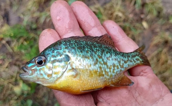 В Беларуси поймали редкого американского окуня - такие здесь водиться не должны В Беларуси поймали редкого американского окуня - такие здесь водиться не должны