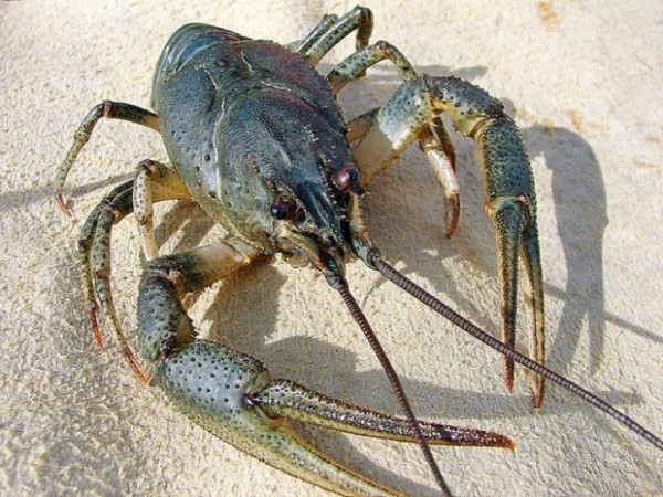 Штраф за особь — 60 рублей. В Госинспекции рассказали, как правильно ловить раков Штраф за особь — 60 рублей. В Госинспекции рассказали, как правильно ловить раков