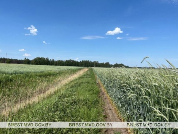 В Брестском районе уничтожено около пяти тонн дикорастущей конопли В Брестском районе уничтожено около пяти тонн дикорастущей конопли